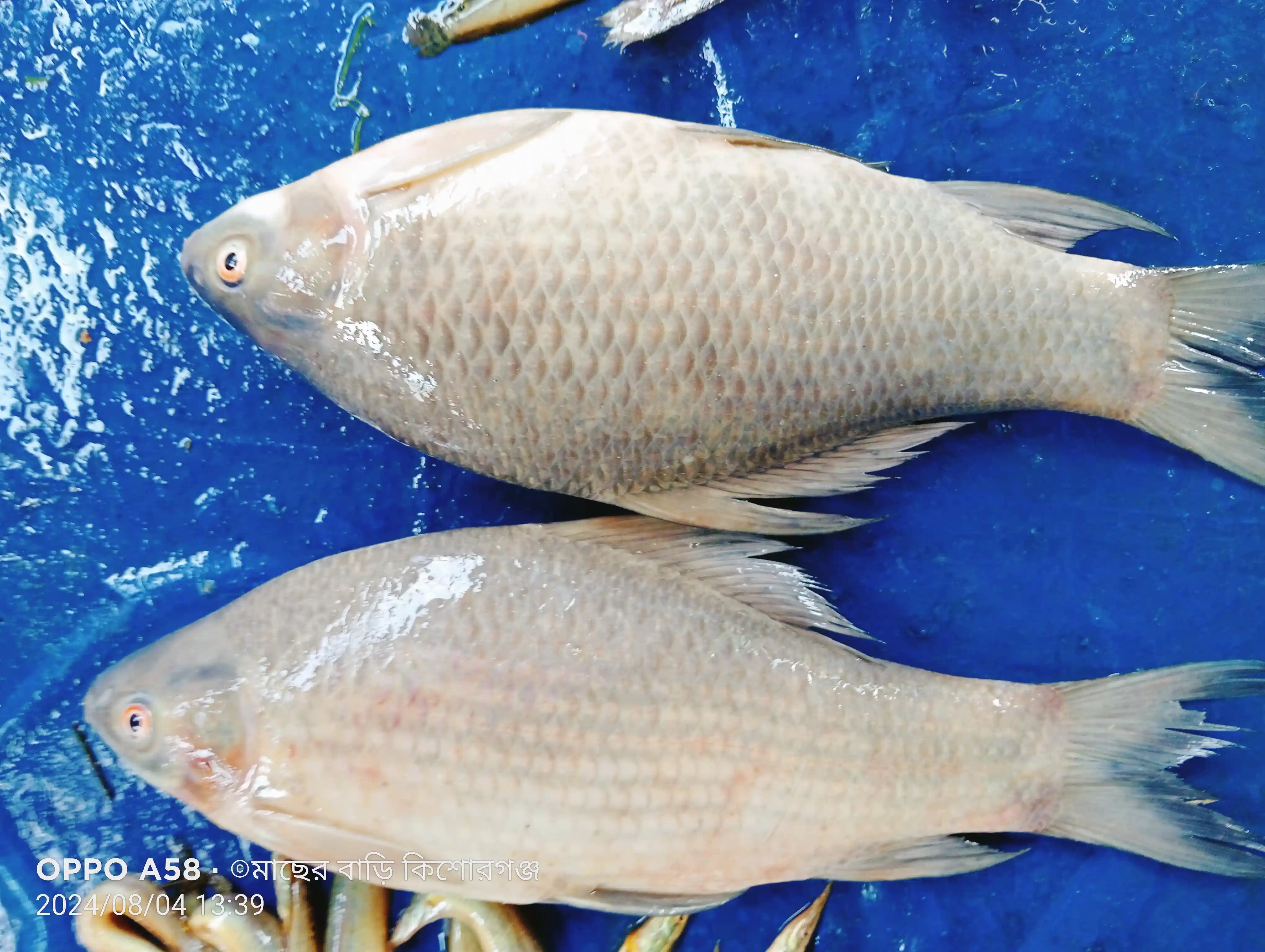 কালিবাউশ ( ২.১–৩ কেজি)