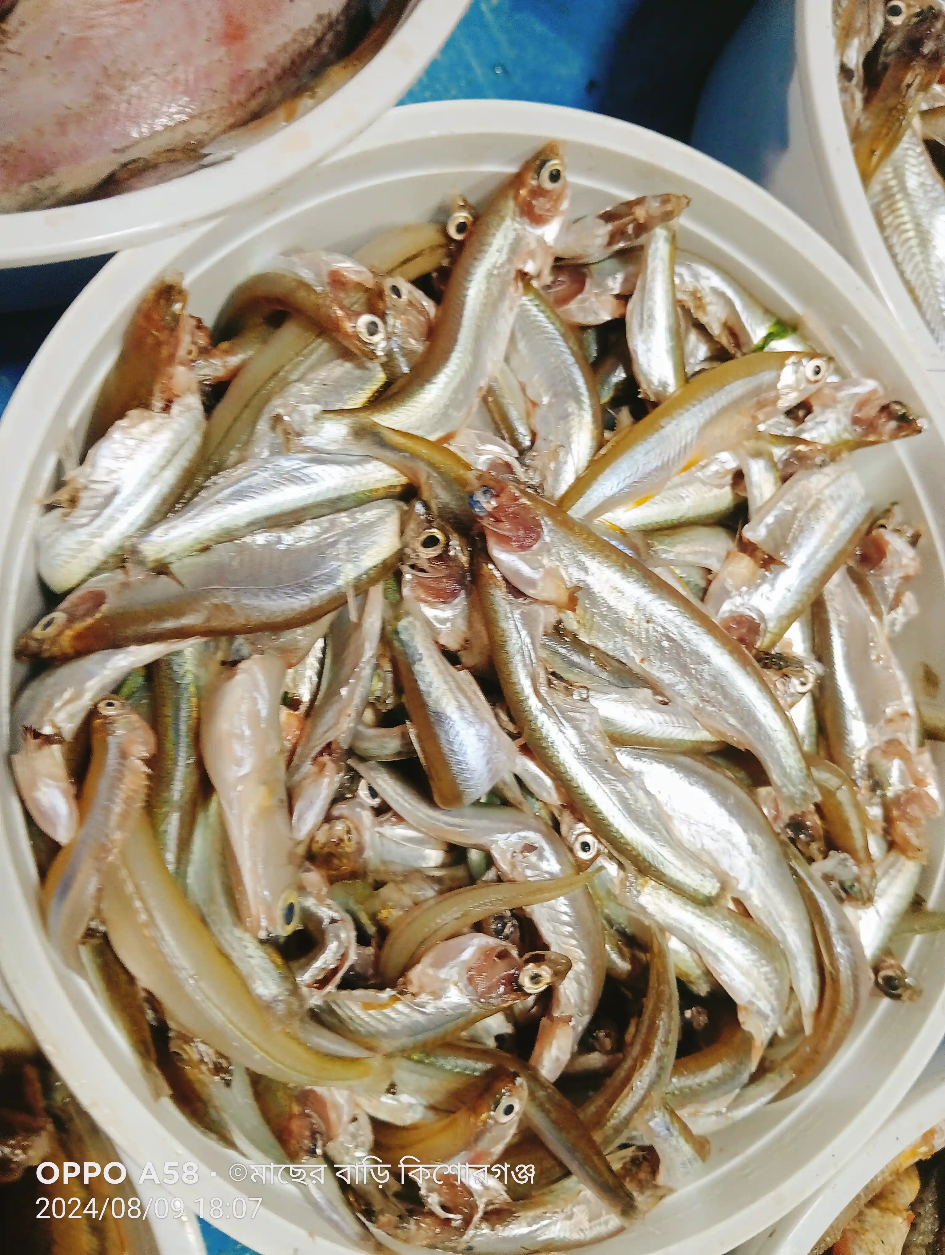 চ্যালা মাছ