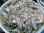 মলা মাছ - Image 2