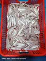 কাজলি মাছ - Image 3