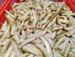 দেশি হাওরের গুতুম মাছ
