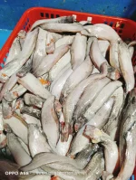 দেশি শিং মাছ - Image 3