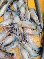 সারং চিংড়ি (বড় সাইজ) - Image 3