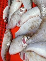 সরপুটি মাছ - Image 3