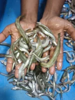 দেশি কাকিলা মাছ - Image 5