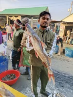 আঁইড় মাছ (২.১–৩ কেজি)