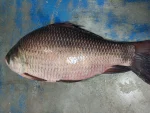 কাতল মাছ (১–২ কেজি) - Image 2