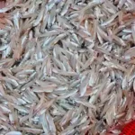 দেশি হাওরের কাচকি মাছ - Image 2