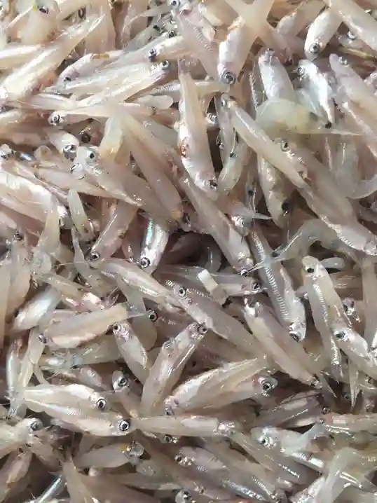 দেশি হাওরের কাচকি মাছ