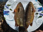 দেশি কই মাছ (বড়) প্রতি কেজিতে (১০–১২টি)