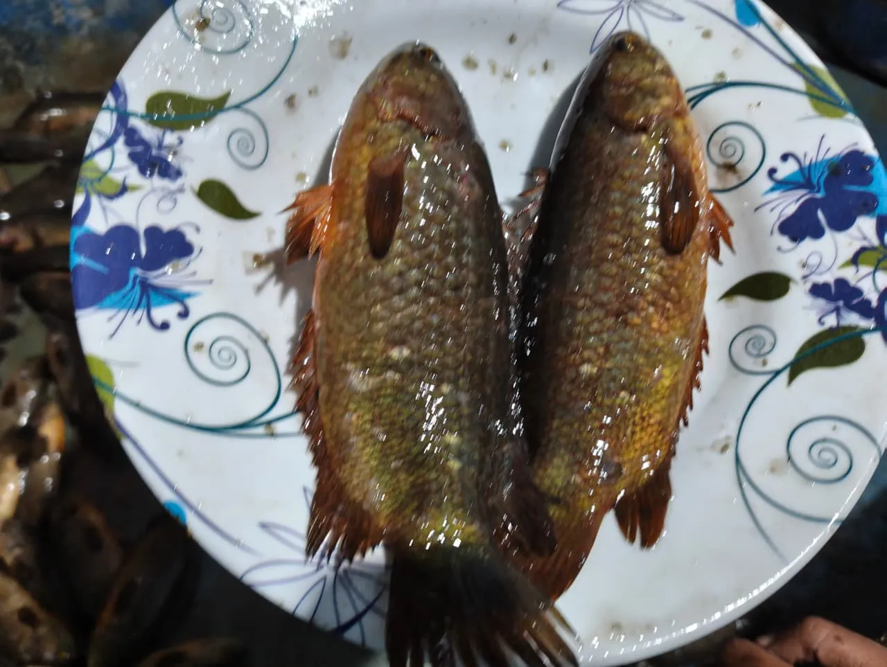 দেশি কই মাছ (বড়) প্রতি কেজিতে (১০–১২টি)