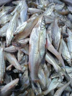 দেশি টেংরা গোলসা - Image 2