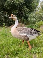 রাজ হাঁস