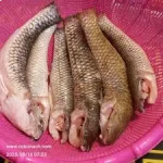 বেলে মাছ (একদম বড়) - Image 3