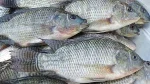 তেলাপিয়া - Image 2