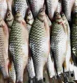 সরপুটি মাছ