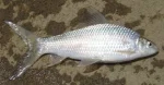 মৃগেল মাছ