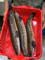 শোল মাছ (৩টি = ১ কেজি)