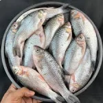 সরপুটি মাছ - Image 2