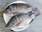 তেলাপিয়া