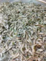 দেশি সবজি চিংড়ি - Image 3