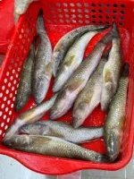 বেলে মাছ (বড় )