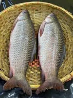 রুই মাছ ( ৮–১০ কেজি)