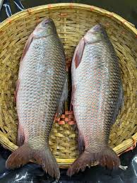 রুই মাছ ( ৮–১০ কেজি)