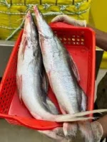 আঁইড় মাছ (১.১–২ কেজি)