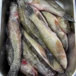 বেলে মাছ (একদম বড়)