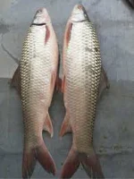 মৃগেল মাছ - Image 3