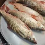 গ্রাস কার্প - Image 3