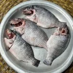 তেলাপিয়া - Image 4