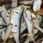 বাশপাতা চ্যাপা