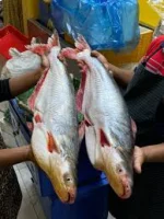 নদীর পাঙ্গাস