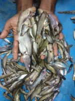 প্রিমিয়াম পাচমিশালি মাছ - Image 2