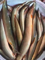 তারা বাইম মাছ - Image 3
