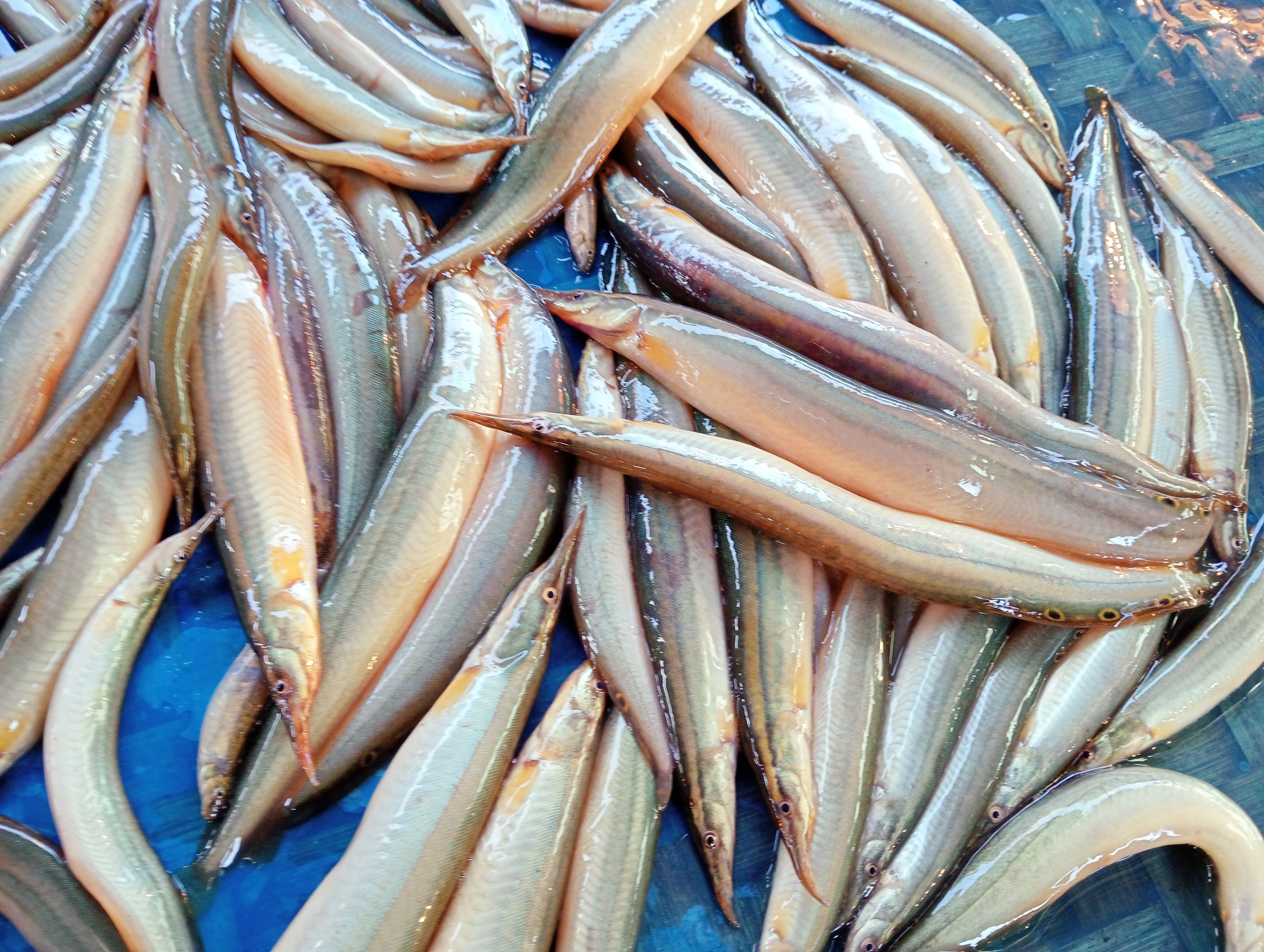 ছোট বাইম