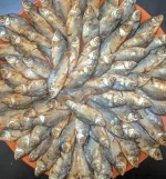 পুঁটি চ্যাপা - Image 2