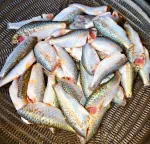 পুঁটি মাছ - Image 2
