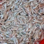 দেশি হাওরের কাচকি মাছ