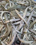 দেশি কাকিলা মাছ - Image 3