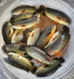 দেশি কই মাছ (মিডিয়াম) প্রতি কেজিতে (১৫–১৮টি) - Image 2