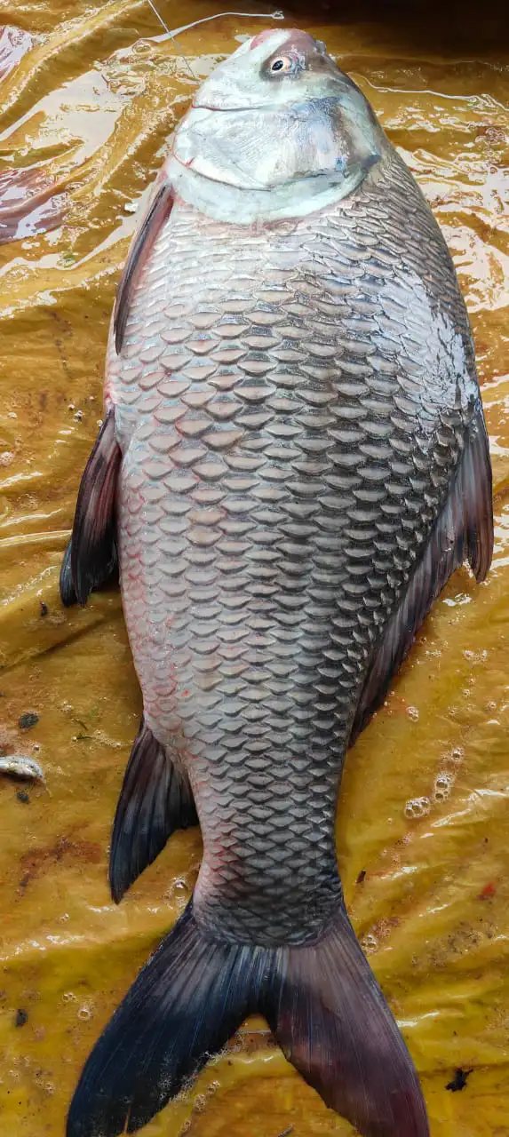 কাতল মাছ (৩.১–৪ কেজি)