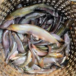দেশি শিং মাছ - Image 2