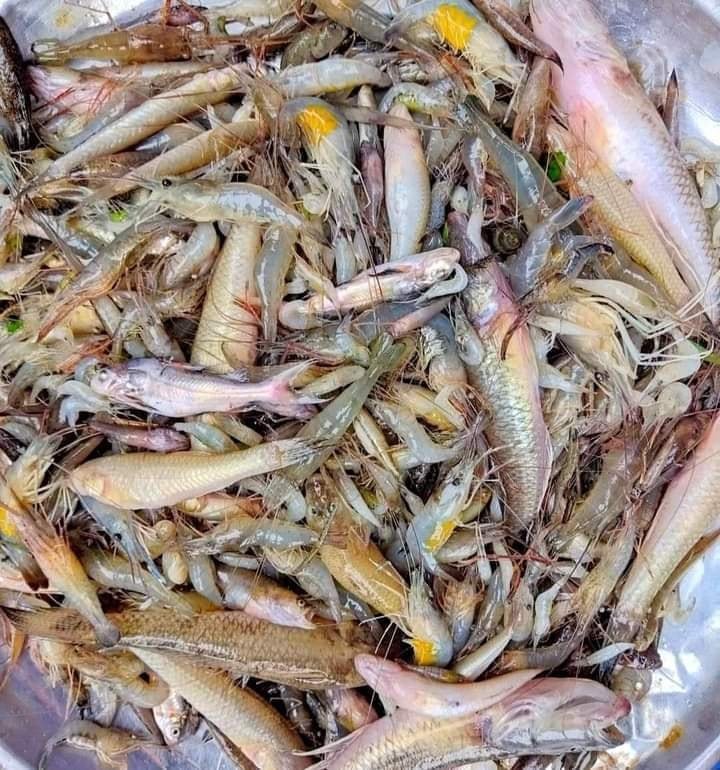 মাছের বাড়ি কিশোরগঞ্জ (25) চিংড়ি বেলে মিক্স - Image 1