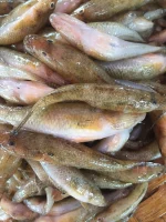 বেলে মাছ (মিডিয়াম ) - Image 2