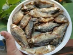 পুঁটি চ্যাপা