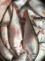 ফলি মাছ