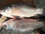 কাতল মাছ (১–২ কেজি)